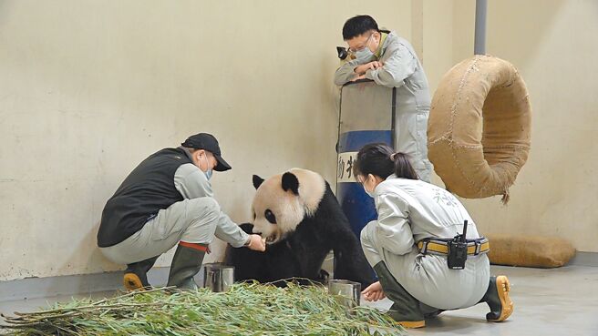 大猫熊「团团」17日突发4次癫痫，医疗照管团队即时给予抗癫痫药物缓解症状，18日团团甦醒后也开始进食。（台北市立动物园提供／游念育台北传真）