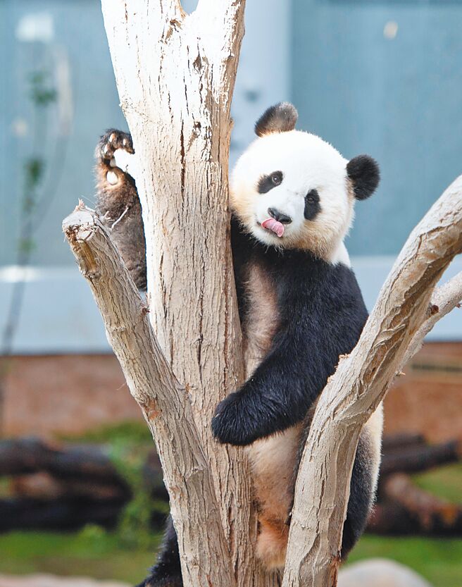 卡达世界杯即将开打，大陆借给卡达的大猫熊京京和四海正式与公眾见面。图为四海在卡达首都杜哈的豪尔大猫熊馆内。（新华社）