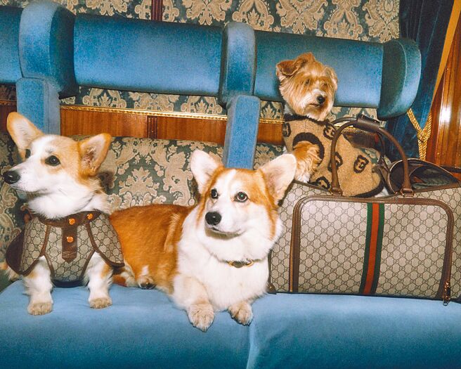 Gucci假日禮讚系列特別邀請可愛的狗狗們演繹品牌寵物系列。（Gucci提供）
