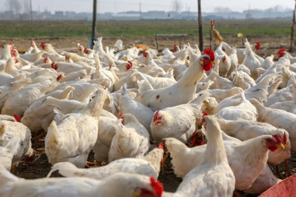 日本九州爆第2例禽流感 撲殺約16萬隻雞