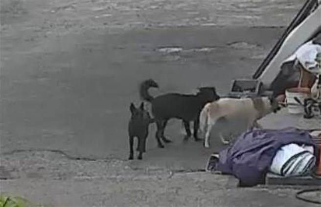 3只米克斯土狗在门口「站卫兵」，一见到香喷喷的「酥炸大鸡腿」立即蜂拥而上享用。（台中市警察局提供／张妍溱台中传真）