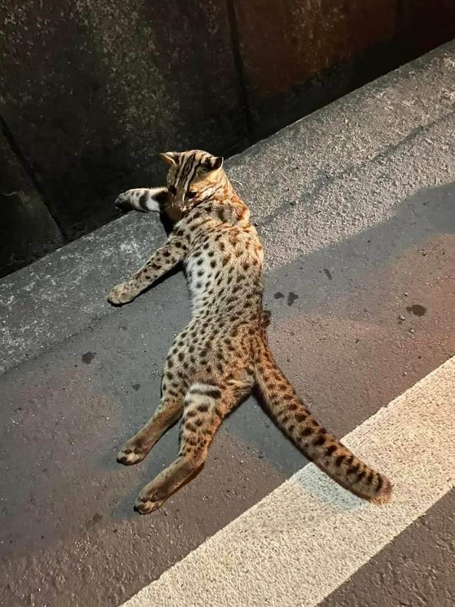 苗栗县道130线苑里镇路段，20日晚间发生一起石虎路杀事件。（苗栗县政府提供／李京升苗栗传真）