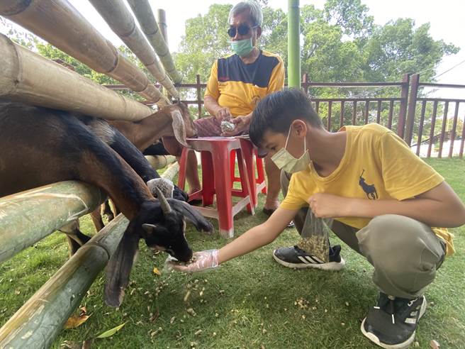 文大畜牧场载来10只努比亚羊，隔着围篱跟大小朋友互动。(曹婷婷摄)
