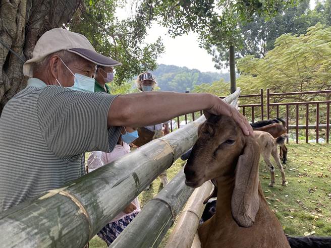 文大畜牧场载来10只努比亚羊，隔着围篱跟大小朋友互动。(曹婷婷摄)