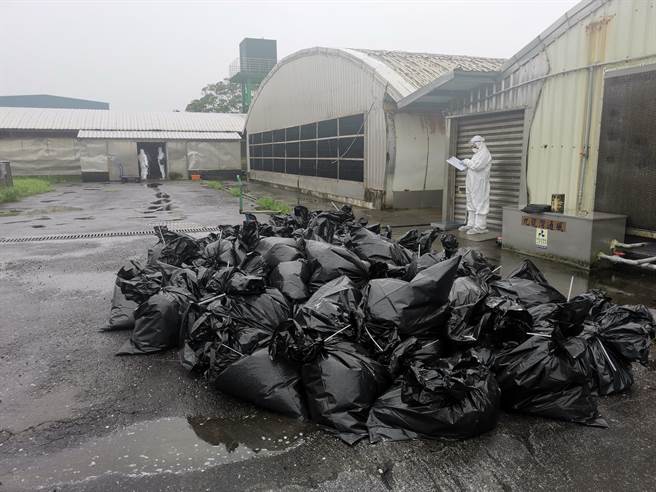 宜兰县动植物防疫所20日依标准作业程序扑杀5010只确诊禽流感病毒种鸭，并完成场区清洁及消毒工作。（宜兰县动植物防疫所提供／吴佩蓉宜兰传真）