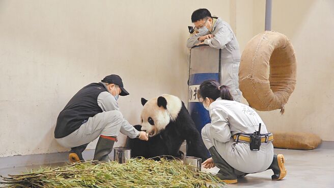 大猫熊「团团」17日晚间突发4次癫痫，医疗照管团队即时给予抗癫痫药物缓解症，18日团团甦醒后也曾进食。（台北市立动物园提供／游念育台北传真）