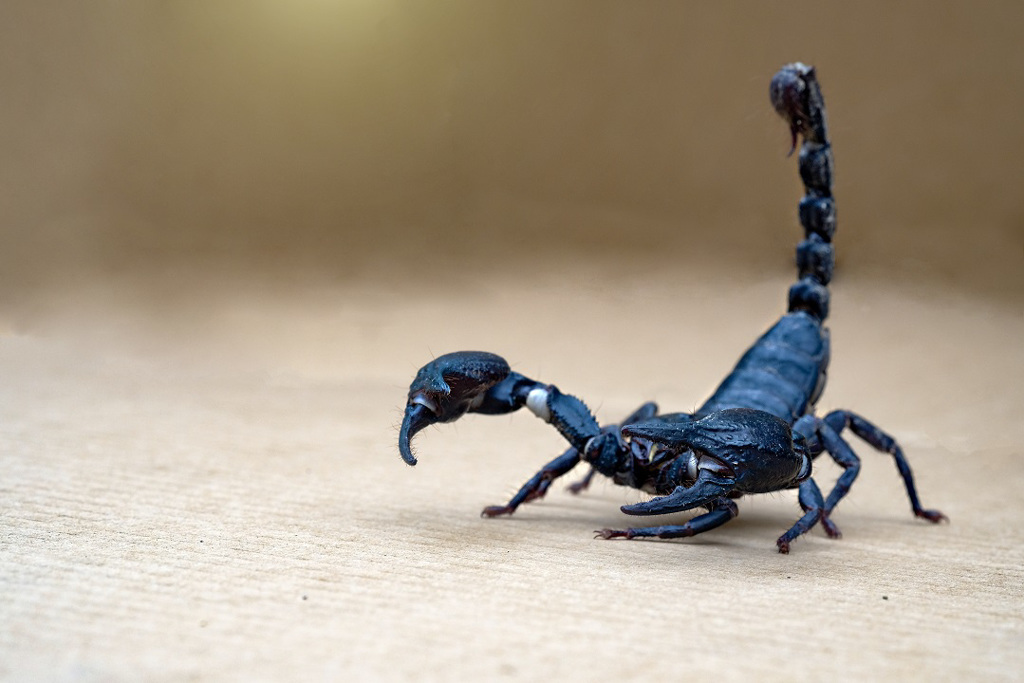 73岁男疑遭蝎子咬伤「皮肉被吃光」，医曝真相：感染食肉菌。示意图/shutterstock(photo:ChinaTimes)