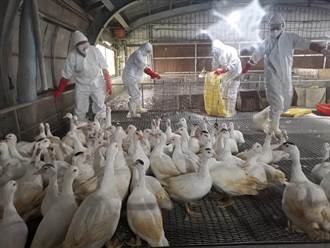 首起H5N1禽流感爆發 農委會：現行禽舍難擋野鳥傳染