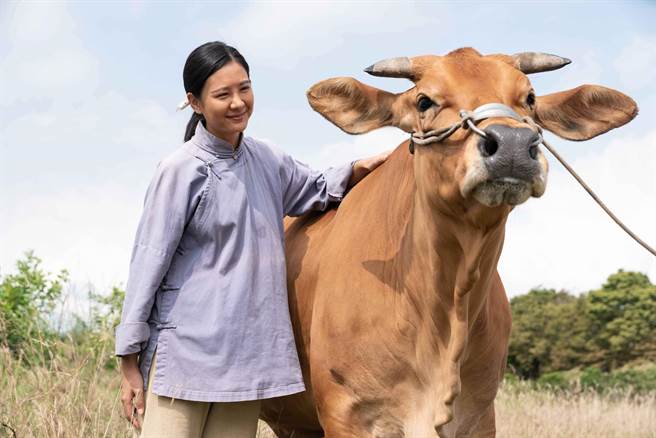 安心亚拍戏期间努力与牛演员培养感情。（公视、禾丰制作提供）