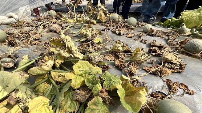 瓜农反应，洋香瓜疑受不了高温，还没成熟就枯死，损失惨重，盼政府给予救助。（张毓翎摄）