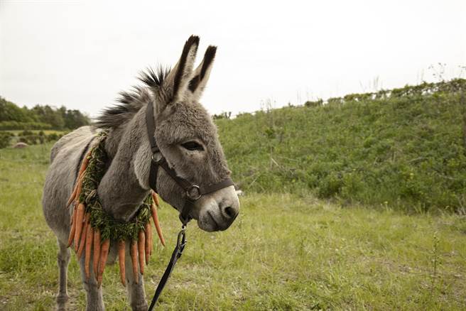 本片主人翁竟是一头驴子，题材相当特别。（甲上提供）