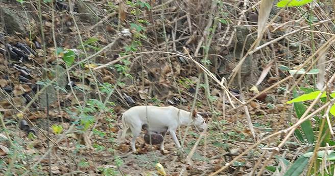 高雄市大社山区近日出现一只白色流浪犬，下腹部挂着重达5000公克的巨大肿瘤，台湾动物紧急救援小组接获通知后赶往营救。(台湾动物紧急救援小组提供／林雅惠传真)