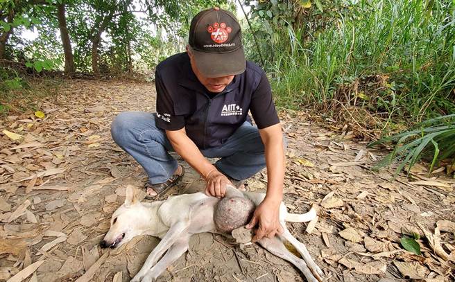 高雄市大社山区近日出现一只白色流浪犬，下腹部挂着重达5000公克的巨大肿瘤，台湾动物紧急救援小组接获通知后赶往营救。(台湾动物紧急救援小组提供／林雅惠传真)