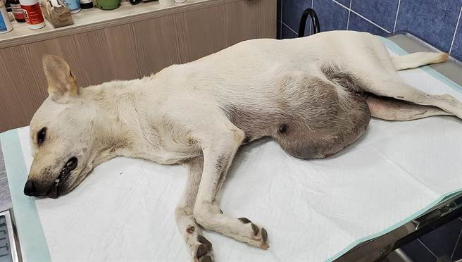 高雄市大社山区近日出现一只白色流浪犬，下腹部挂着重达5000公克的巨大肿瘤，台湾动物紧急救援小组接获通知后赶往营救。(台湾动物紧急救援小组提供／林雅惠传真)