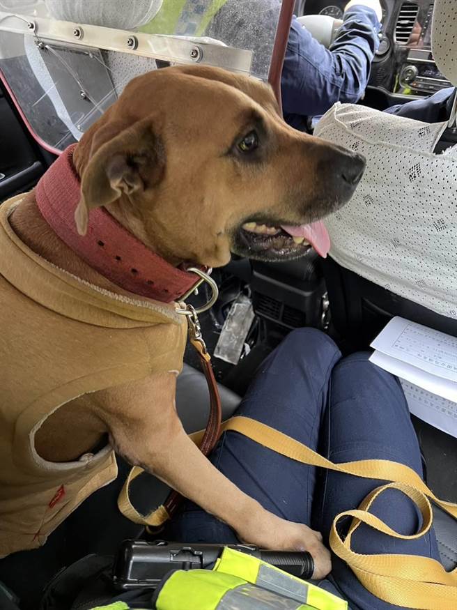 桃园市桃园区1只比特犬昨天挣脱主人绳索，跑到1间鞋店内休息，店家报案后，警方发现该比特犬相当乖巧，随即用零食带比特犬回派出所。（翻摄照片）