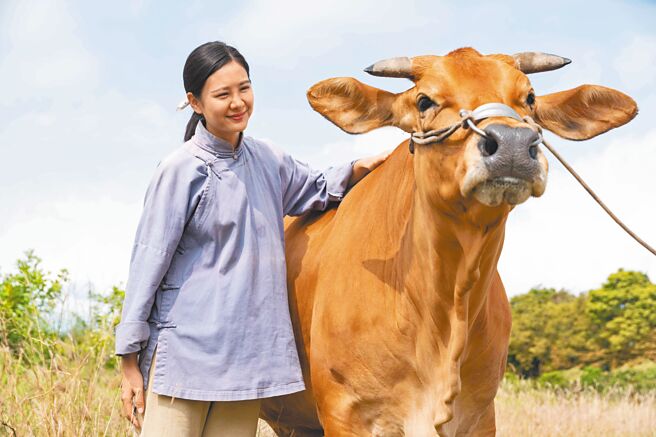 安心亚在《牛车来去》与牛演员互动不少。（公视、禾丰制作提供）