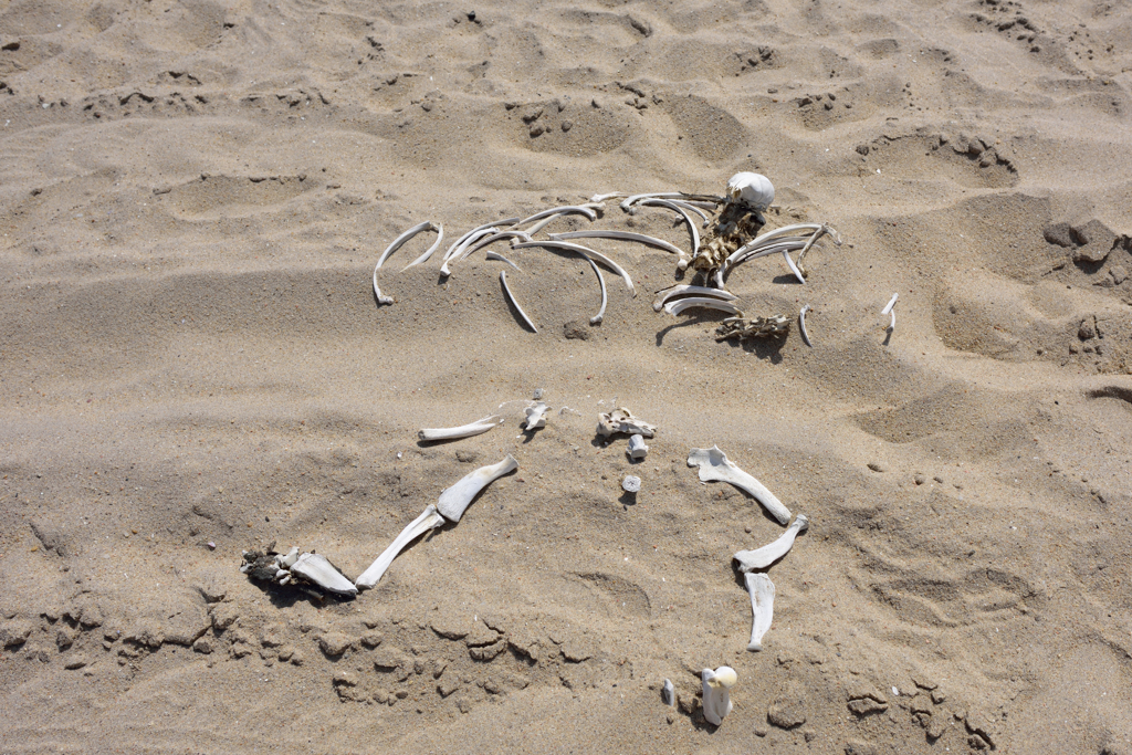 本长崎县五岛市海滩发现一具无名尸，仅剩嵴椎骨、髋骨及左右股骨等，头颅、上肢骨、胫骨及腓骨等都遗失。（示意图 Shutter Stock）(photo:ChinaTimes)