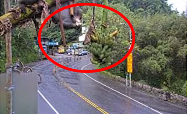 一段北宜公路路口监视器影像曝光，画面上方的香蕉树上结有一大串香蕉，一只野猴爬树大方在镜头前上演「吃播」全被拍下。（翻摄自脸书「光头骑士日记」）