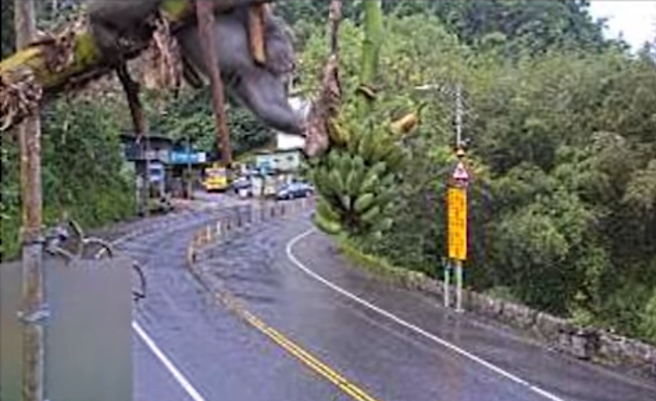 一段北宜公路路口监视器影像曝光，画面上方的香蕉树上结有一大串香蕉，一只野猴爬树大方在镜头前上演「吃播」全被拍下。（翻摄自脸书「光头骑士日记」）