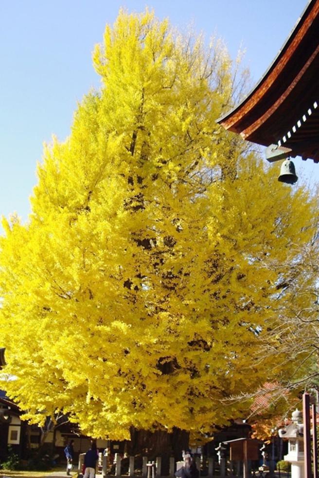 ▲大银杏高耸参天，宏伟程度让人一见难忘。　图：飞騨・高山観光コンベンション协会／来源