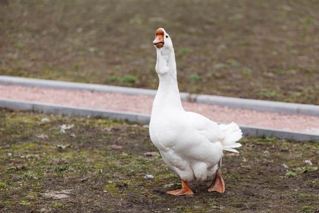 大陆一只鹅发现牠的伴侣不见后，竟伤心到不愿意进食，最终甚至吐血身亡，让饲主看了非常难过。(示意图/达志影像)
