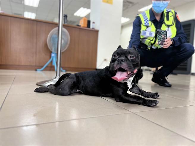 桃园市龟山区1只恶霸犬偷溜出门，所幸员警送牠回家。（翻摄照片）