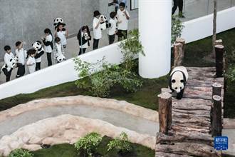陸大熊貓「神預測」日本勝德國  賽前秒撲贏家畫面曝光