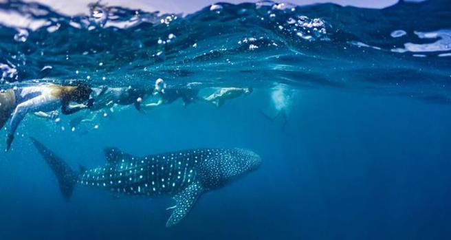 菲律賓超人氣海島宿霧－與鯨共游。　圖：喜鴻假期／提供
