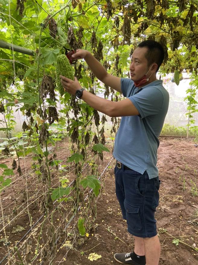 张斯翔原任消防员工作，因忧心食安问题，离开公职铁饭碗回家乡金门投入有机农业的生产(图／金门县政府提供)