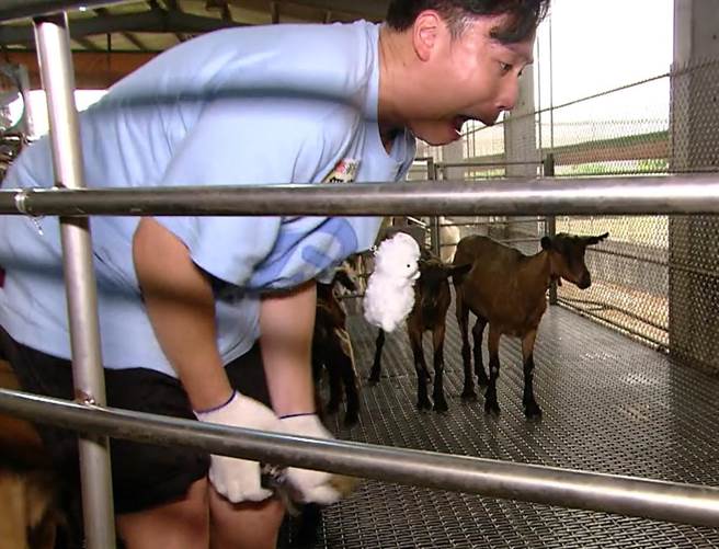 無尊遭羊飛踢攻擊。（民視提供）