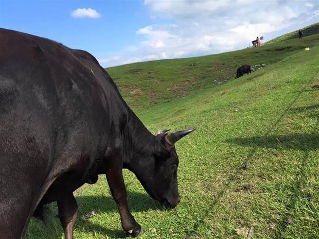 擎天岗水牛群饿死 阳管处遭罚7.5万元 （资料照片）