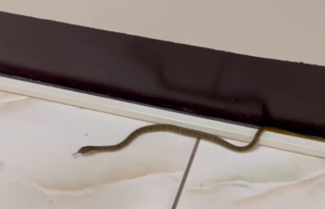 网购衣服拆开惊见一条小蛇，引起网友讨论。（图／翻摄自爆料公社）