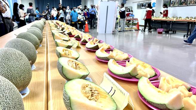 今年将军区农会首次举行洋香瓜评鑑比赛，瓜苗由农会统一供应，考验农民的栽种技术。（张毓翎摄）