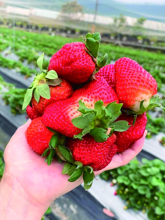 入冬之后花莲如意果园的草莓开始收成，无毒有机认证让游客採得开心、吃得安心。（图/ 花莲如意果园提供）
