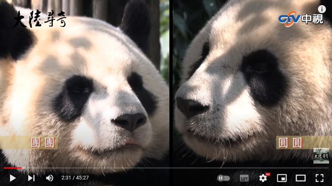 图为团团、圆圆来台前的画面。(图／中视大陆寻奇)