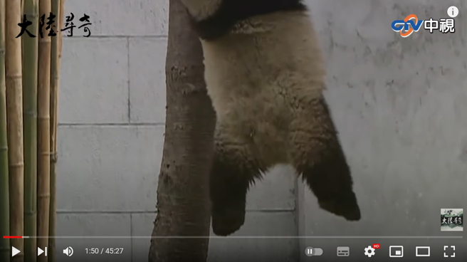 团团时常找圆圆麻烦，却都害得自己出大糗，图为团团挂在竹竿上无法落地的糗样。(图／中视大陆寻奇)