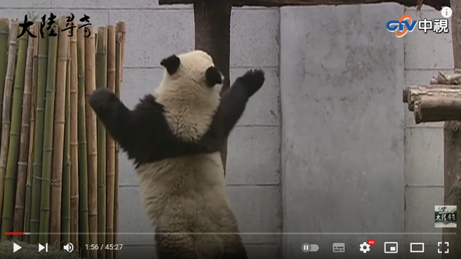 团团两脚站立想找圆圆麻烦，却没站稳，让自己摔个四脚朝天。(图／中视大陆寻奇)