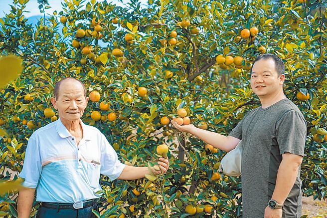 父子陈义和（左）与陈钧铭（右）共同经营位于新北市八里左岸的大容量果园，目前正值帝王柑产季。（新北市农业局提供／蔡雯如新北传真）
