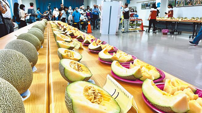 台南市将军区农会今年首次举行洋香瓜评鑑比赛，瓜苗由农会统一供应，考验农民的栽种技术。（张毓翎摄）