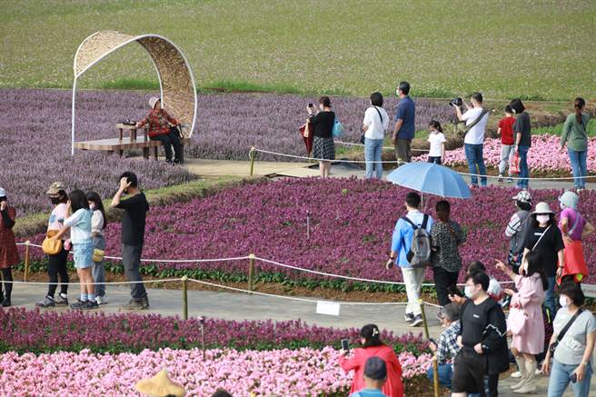 2022桃園仙草花節開幕邀民眾賞遊浪漫紫色花海。(呂筱蟬攝)