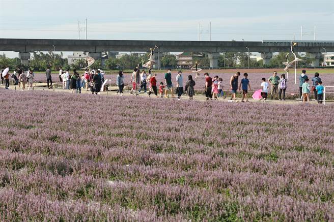 2022桃園仙草花節開幕邀民眾賞遊浪漫紫色花海。(呂筱蟬攝)