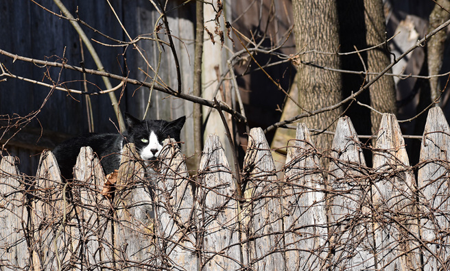 国外一名摄影师刚搬入新家，却总感觉院子里有道炙热的视线紧盯着自己，没想到画面曝光后十分考验网友眼力。（示意图／达志影像）