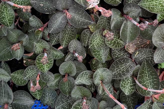 嘉义林管处将于12月11日与阿里山原住民农林业生产合作社举办「土匪从良─乐活当金主」金线莲栽植体验活动。（嘉义林管处提供／吕妍庭嘉义传真）