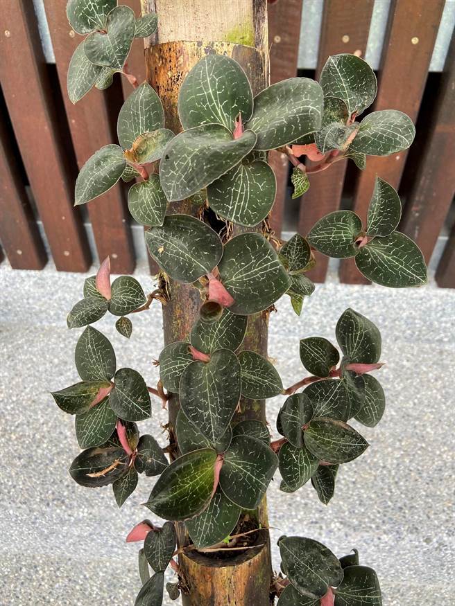 林业生产合作社使用绿竹栽培金线莲，让台湾金线莲成为手作文创商品。（嘉义林管处提供／吕妍庭嘉义传真）