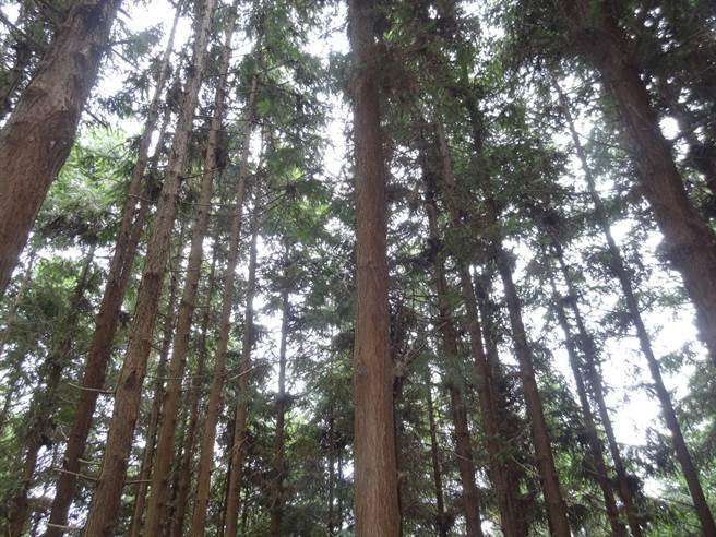 活动除体验金线莲栽植外，还可参与森林疗癒五感体验。（嘉义林管处提供／吕妍庭嘉义传真）