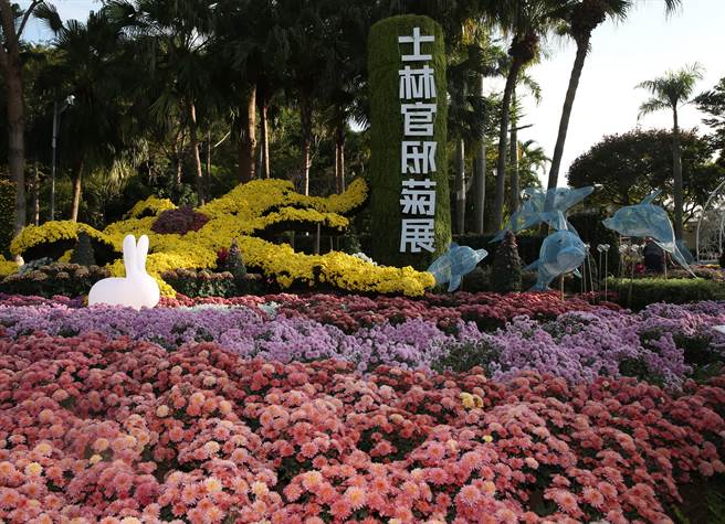 士林官邸菊展入口處以「菊躍20」為主題，以大型菊花綠雕、20字樣造型菊花生日蛋糕綠雕來迎賓，搭配色彩豐沛的多花性小菊花帶，營造出派對氣氛，歡度菊展20週年慶。（陳怡誠攝）