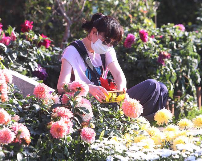 士林官邸菊展展出的21萬盆菊花佈滿士林官邸公園每個角落，28日適逢天氣放晴吸引大批民眾前來遊園與拍照。（陳怡誠攝）