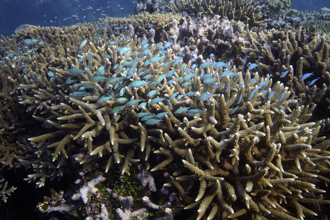 聯合國專家：澳洲大堡礁應列入瀕危世界遺產名錄