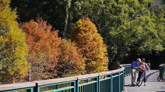 「日月潭环潭自行车道」沿线的落羽松，呈现红、橙、黄、绿四种渐层绚丽的顏色。（日月潭风管处提供／杨静茹南投传真）