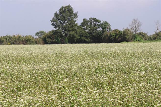 大园区和平里近来绽放80公顷雪白荞麦花海。（蔡明亘摄）